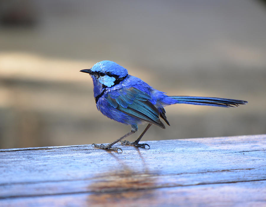 Blue Bird of Western Australia Photograph by Laura