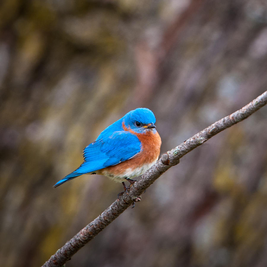 Blue Bird on a Cold Day Photograph by Jeff Phillippi