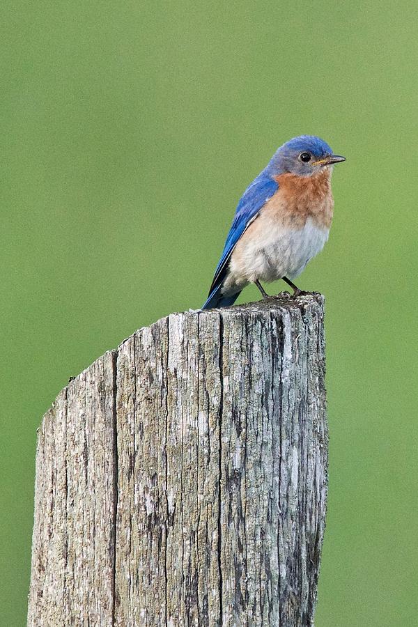 Blue Bird on Cedar Post Photograph by Michael Peychich