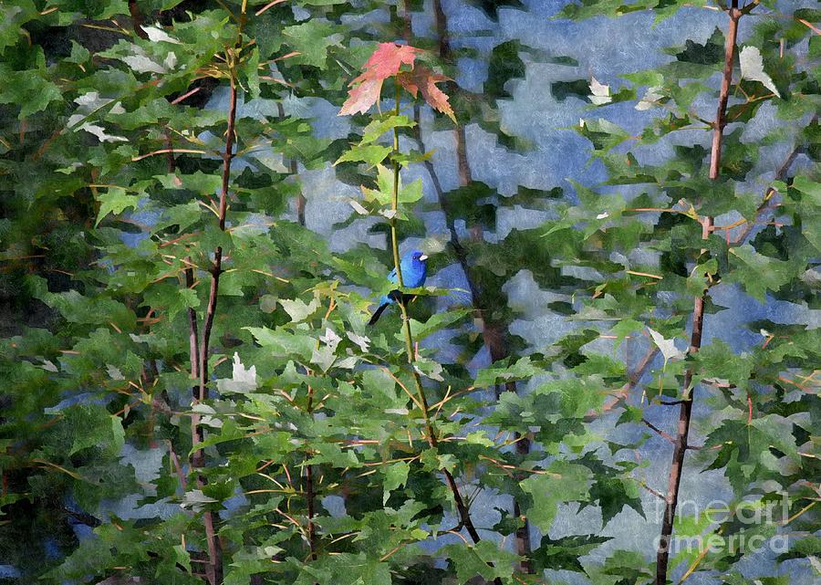 Blue Bird On Silk Photograph