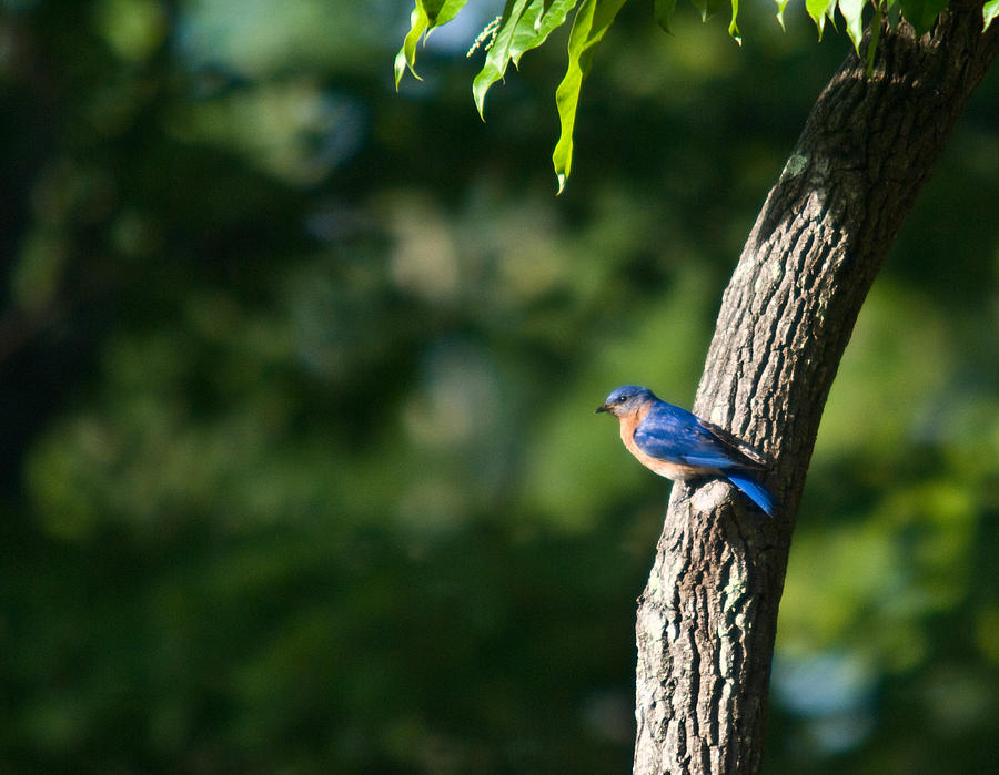 Nature Photograph - Blue Bird Perched by Douglas Barnett