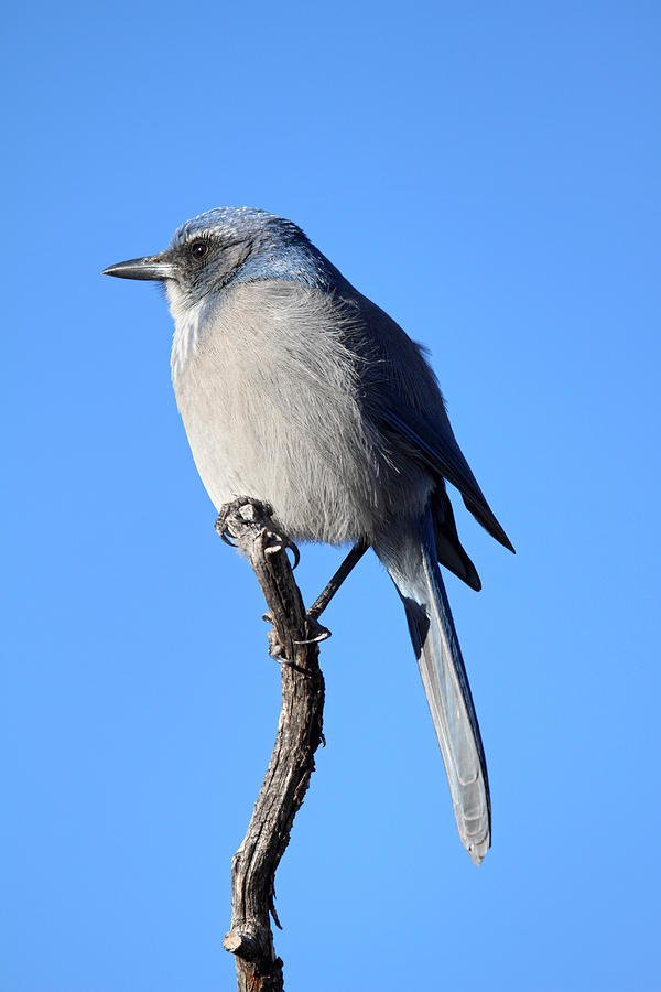 Blue Bird Photograph by Pierre Leclerc Photography