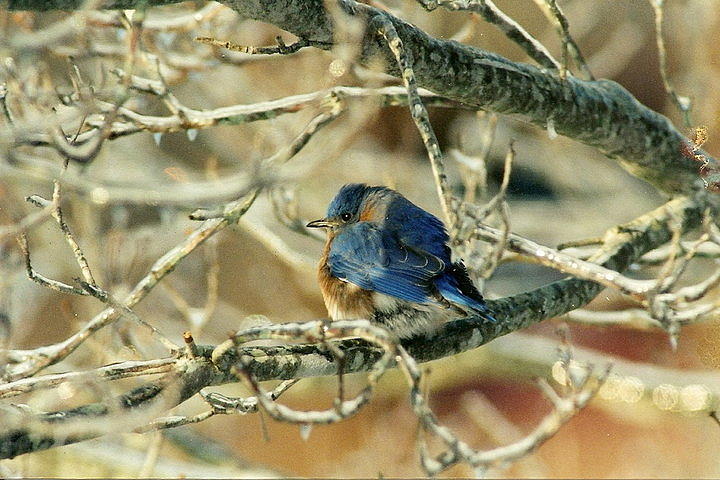 Winter Photograph - Blue Bird resting on an icy limb by Bill Setliff