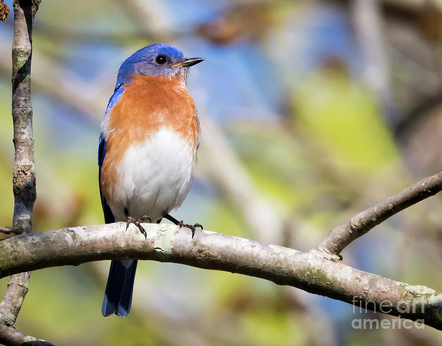 Canon Photograph - Blue Bird by Ricky L Jones Canon Photograph - Blue Bird by Ricky L Jones