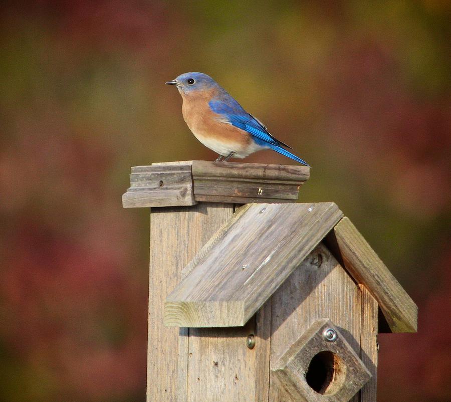 Blue Bird Photograph by Robert Pearson
