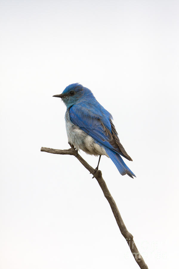 Blue Bird Skies Photograph by Douglas Kikendall