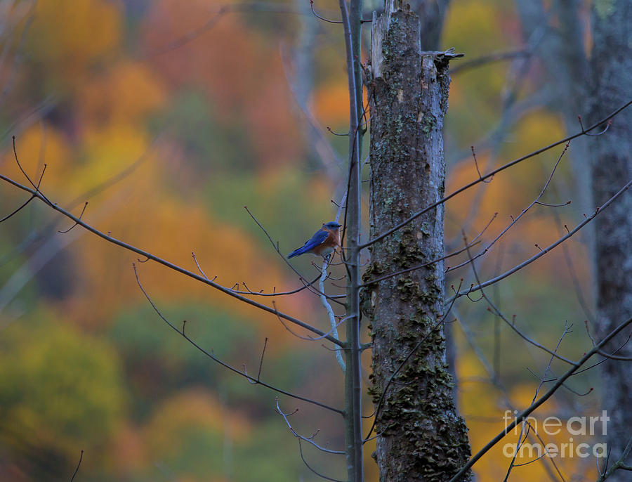 Wildlife Photograph - Blue Bird  by Steve Clough
