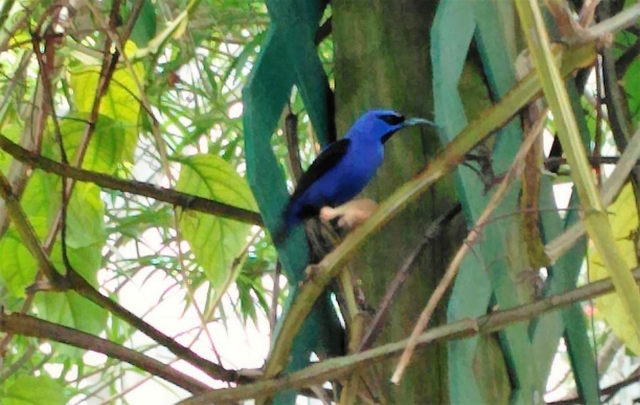 Blue Photograph - Blue Bird with a Curved Bill by Andrew Blitman Blue Photograph - Blue Bird with a Curved Bill by Andrew Blitman