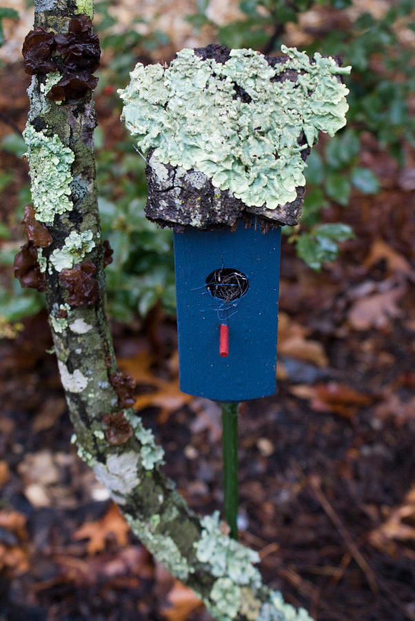 Blue Birdhouse and Lichen 2 Photograph by Douglas Barnett