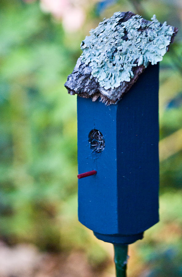 Blue Birdhouse and Lichen 3 Photograph by Douglas Barnett