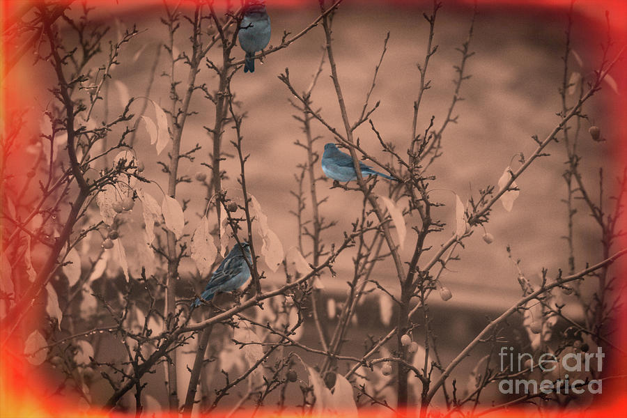 Blue Birdios Photograph by Donna L Munro