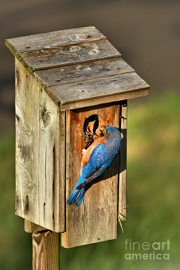 Bluebird Feeding Time Photograph by Adam Jewell