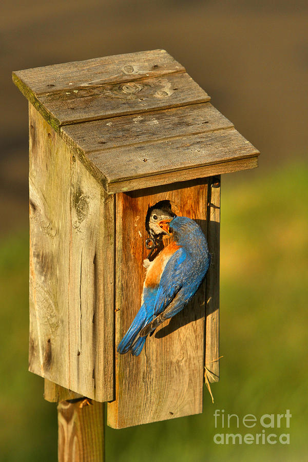Blue Bird Feeding His Young Photograph by Adam Jewell