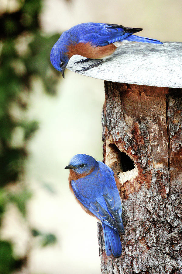 Blue Birds Are Moving In Photograph by Steven Llorca
