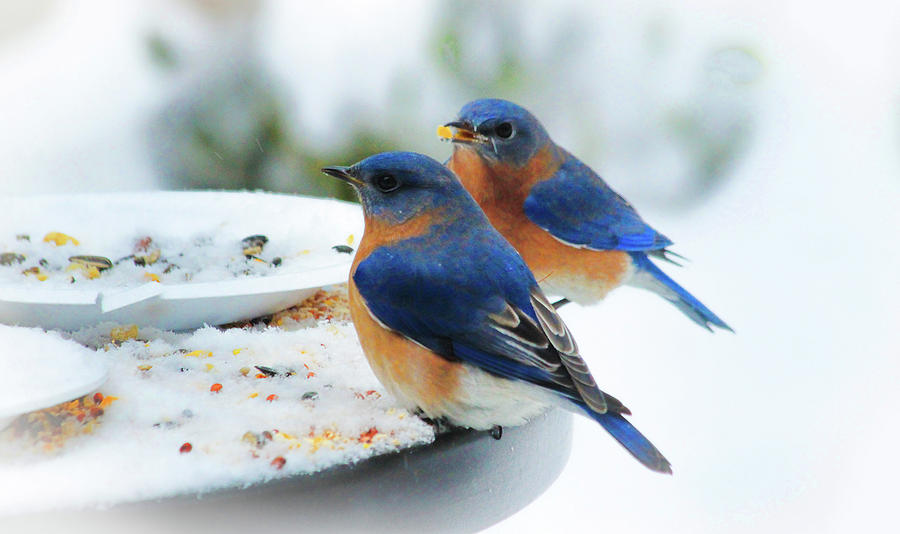 Blue Birds in the Snow Photograph by Ola Allen