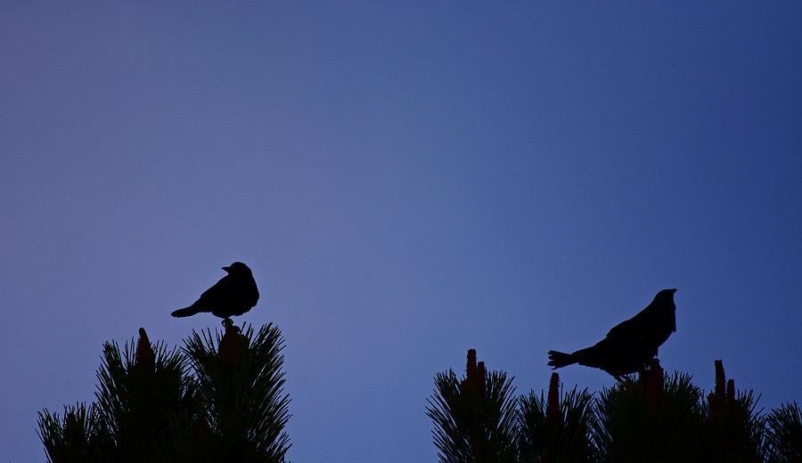 Bird Photograph - Blue Birds by Richard Keer