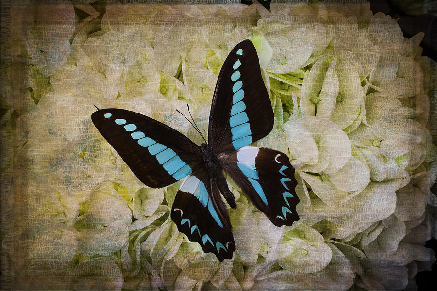 Blue Black Butterfly Dreams Photograph by Garry Gay
