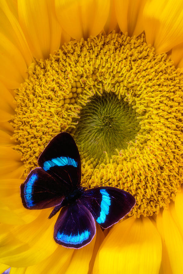 Blue Black Butterfly On Sunflower Photograph by Garry Gay