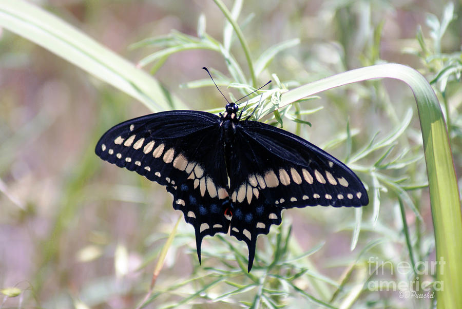  Eastern Black Swallowtail Photograph by Debby Pueschel