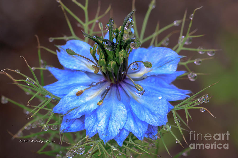 Blue Bloom On Weed Plant Photograph by Richard J Thompson