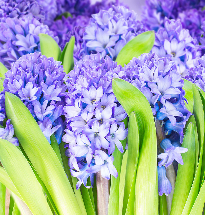 Blue Blooming  Hyacinth  Photograph by Anastasy Yarmolovich