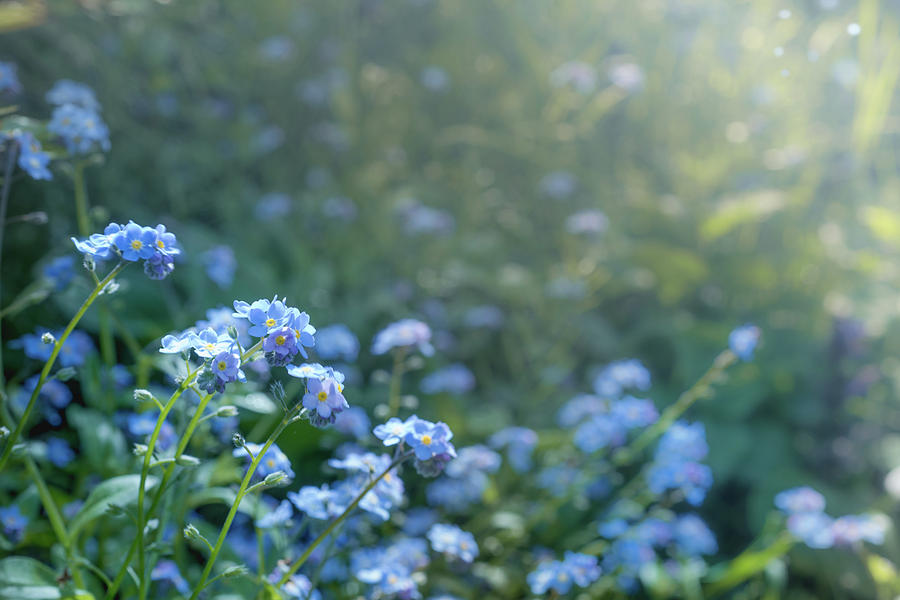 Blue Blooms Photograph by Gene Garnace