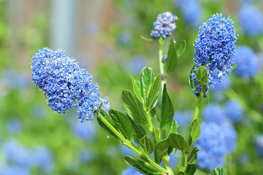Spring Photograph - Blue Blossom of Ceanothus Concha Branch Close Up by Jenny Rainbow
