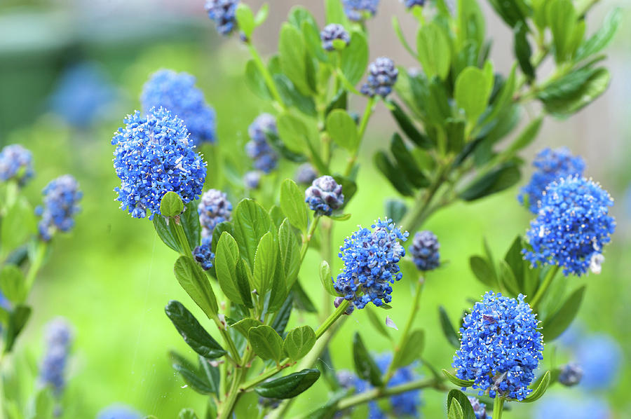 Blue Blossom of Ceanothus Concha close up Photograph by Jenny Rainbow