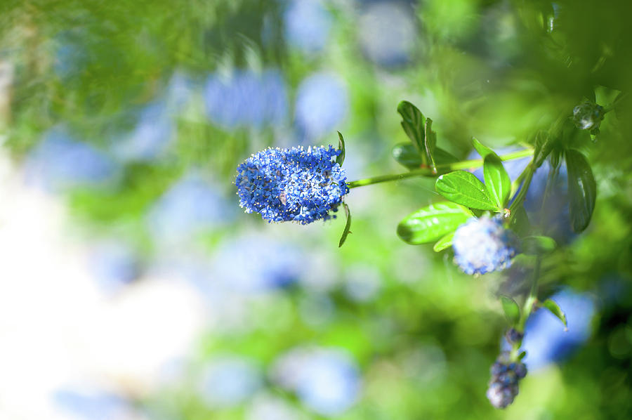Blue Blossom of Ceanothus Concha in Spring Photograph by Jenny Rainbow