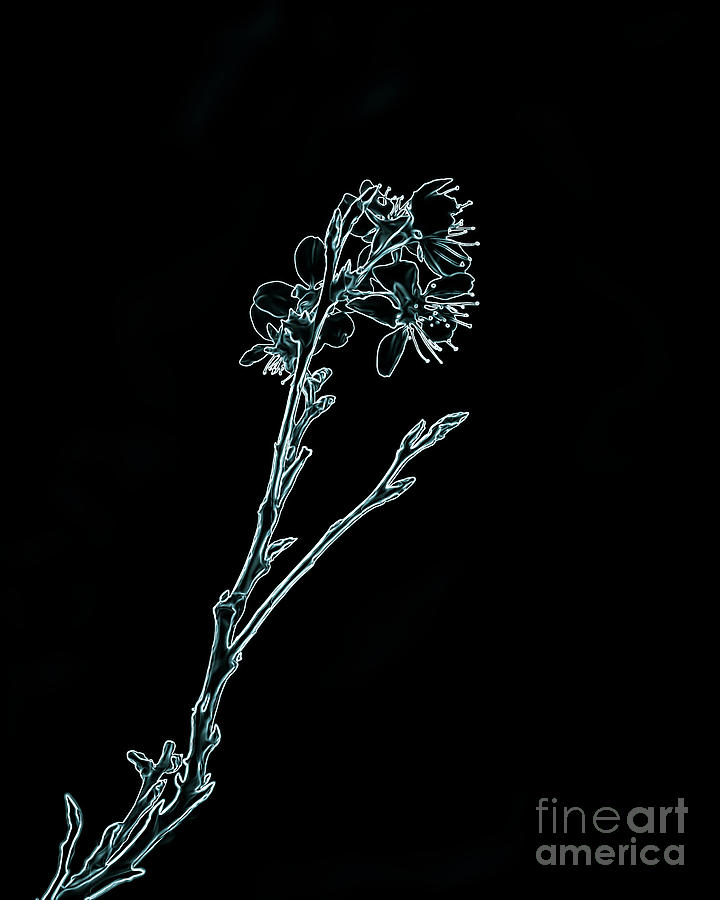Blue Blossoming Branch In Prayer Digital Art