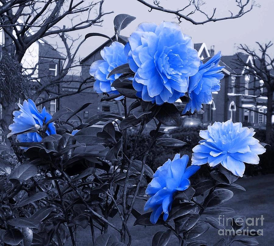 Blue Blossoms Photograph by Joan-Violet Stretch