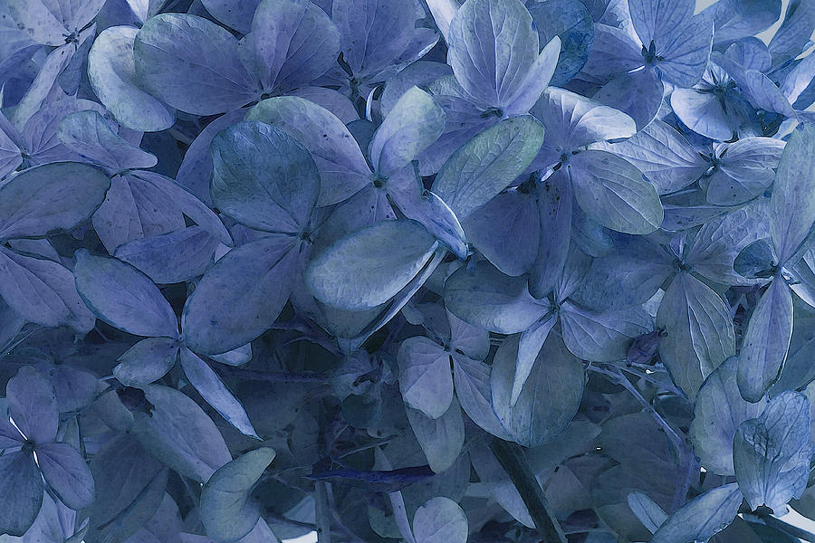 Summer Photograph - Blue, Blue Hydrangeas by Sandra Foster
