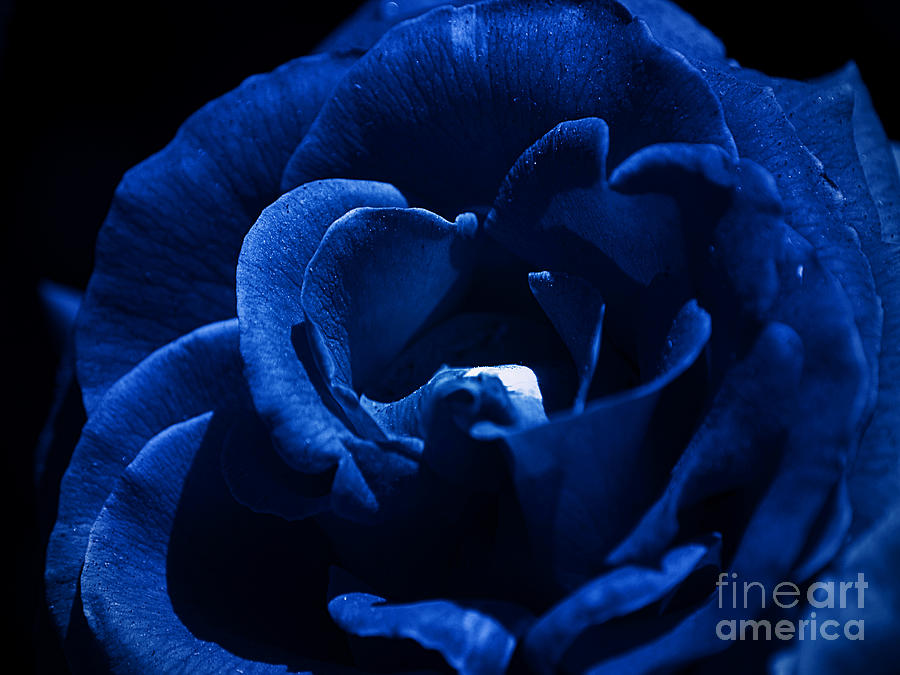Blue Blue Rose Photograph by Clayton Bruster
