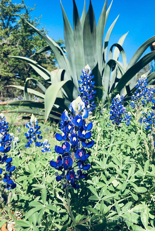 Blue Bonnet and Agave Photograph by Christine Tyler