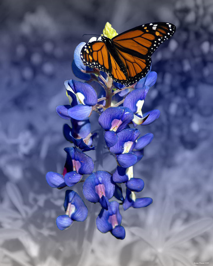 Butterfly Digital Art - Blue bonnet butterfly by Evelyn Patrick