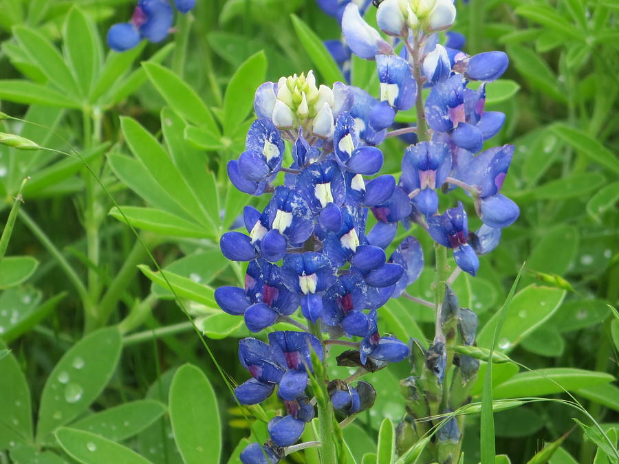 Blue Bonnet Photograph by Herman Hagen - Pixels