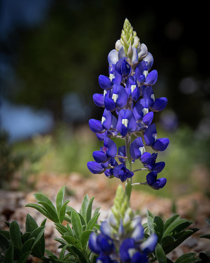 Download Blue Bonnet Photograph by Tabitha Williams