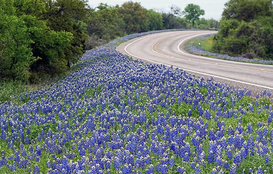 Blue Bonnets. along the Highway Photograph by Brian Kinney