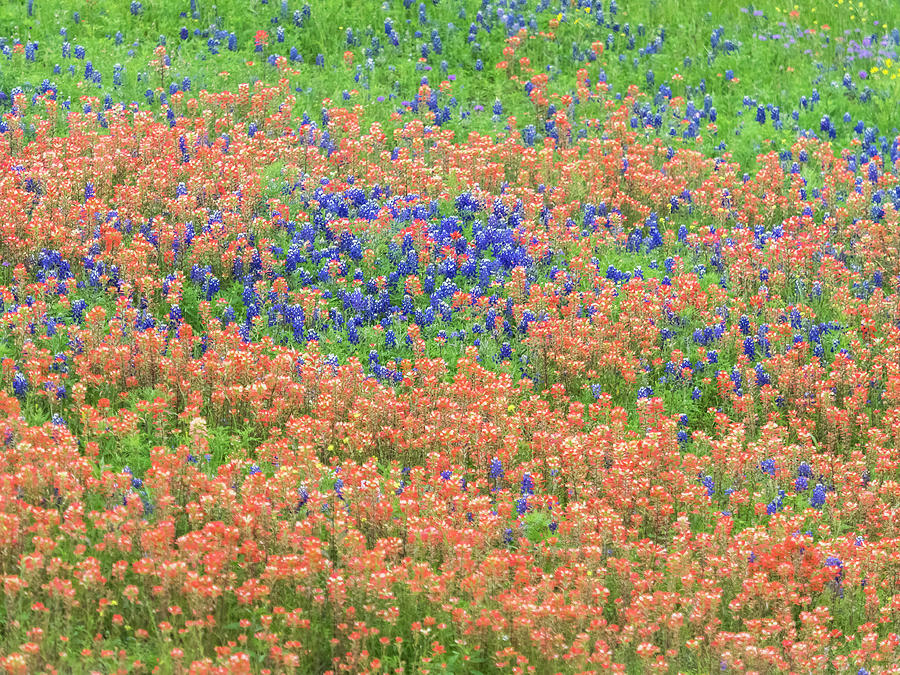 Blue bonnets and Indian paintbrush-Texas wildflowers Photograph by Usha Peddamatham