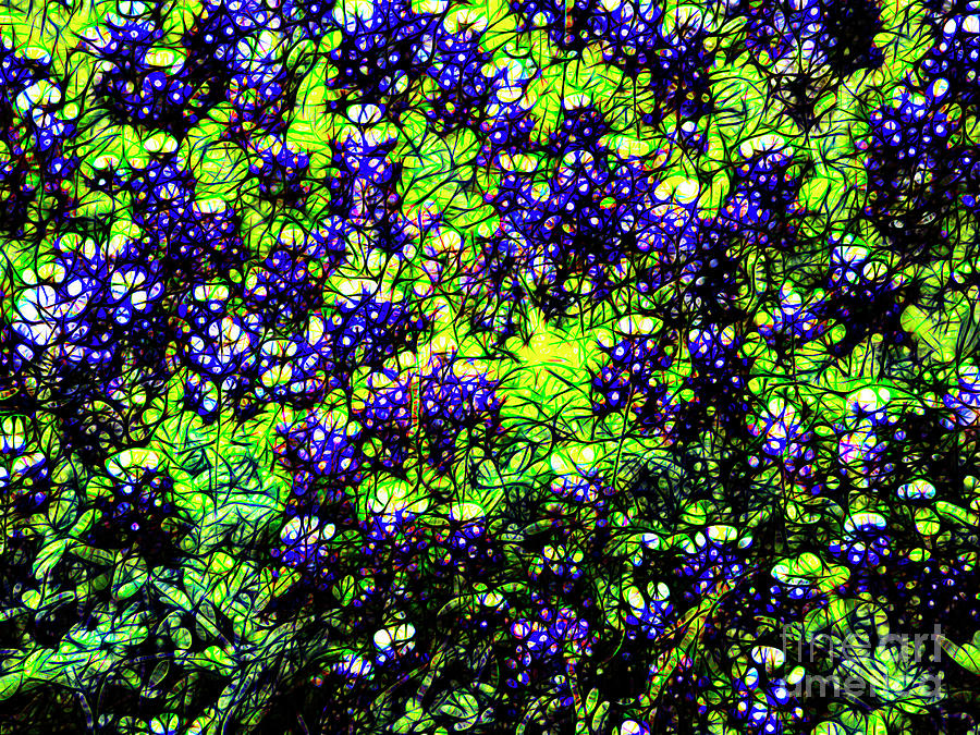 Blue Bonnets In Abstract Photograph by Frances Ann Hattier