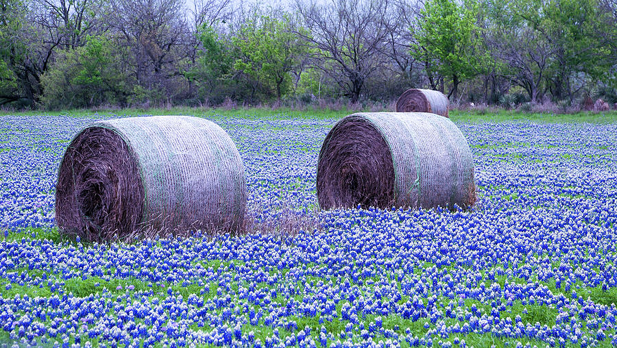 Blue Bonnets in Field Photograph by Brian Kinney