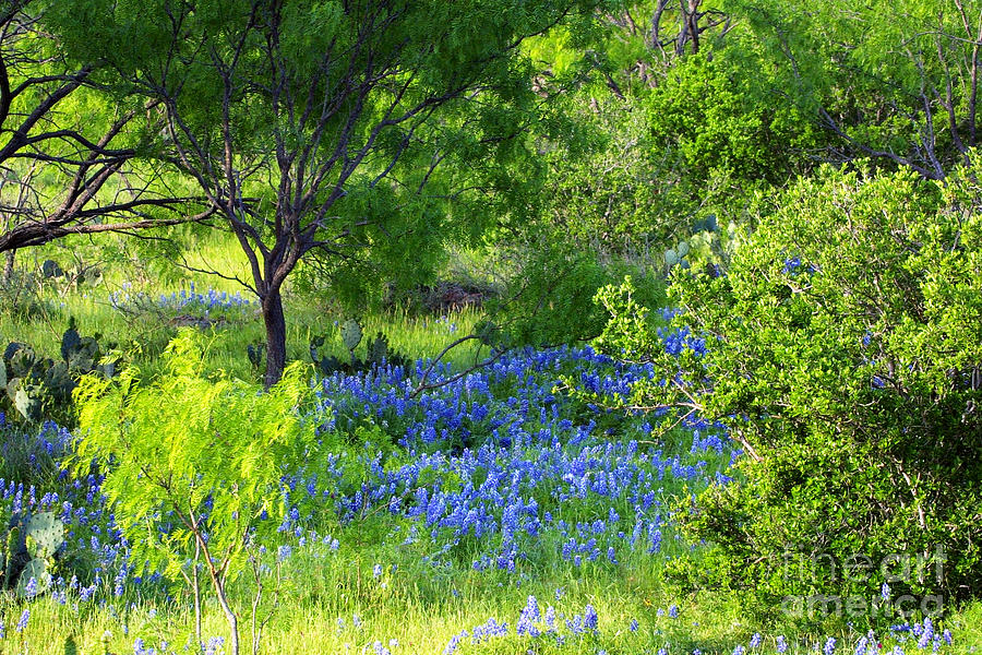 Blue Bonnets in the Country Photograph by Linda Phelps