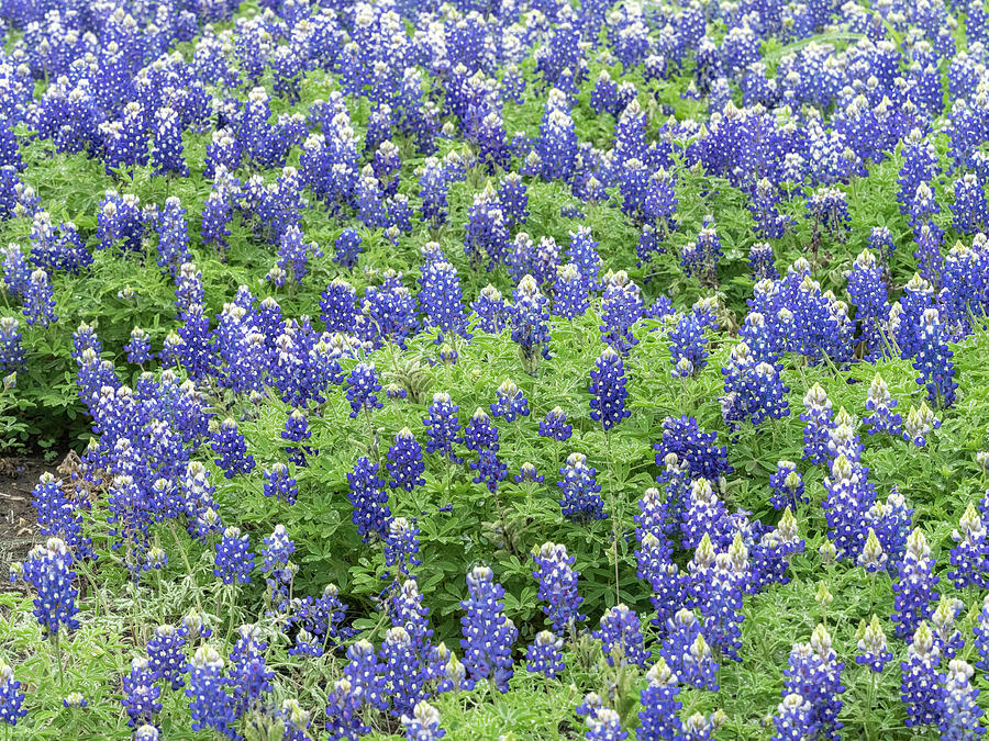 Blue bonnets-State flower of Texas. Photograph by Usha Peddamatham