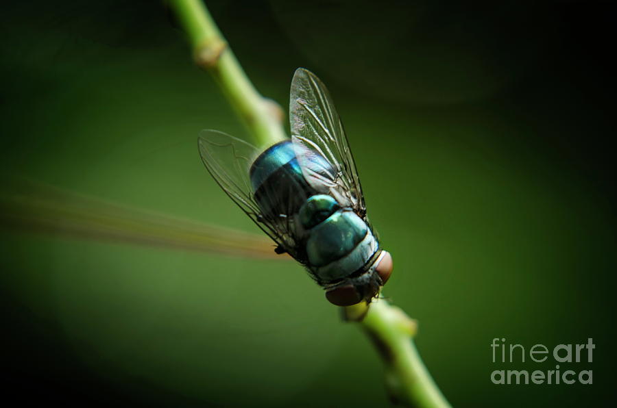 Blue Bottle Fly Photograph by Michelle Meenawong
