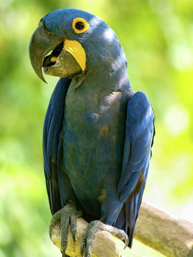 Blue Boy Photograph By Lea Rhea Photography - Fine Art America