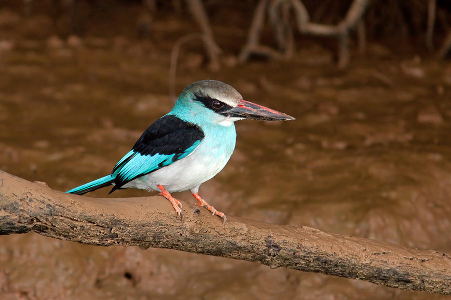 Blue-breasted Kingfisher Photograph