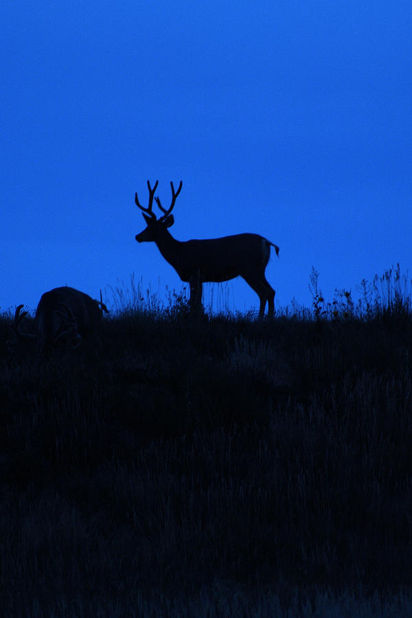 Blue Buck Photograph