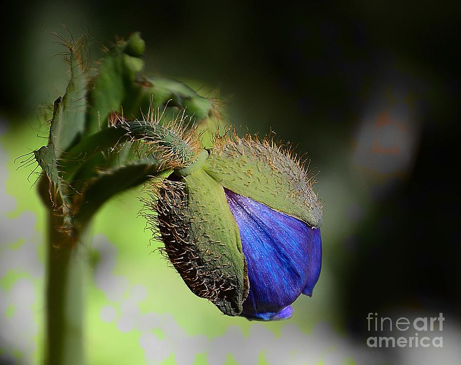 Blue Bud Photograph by Cindy Manero