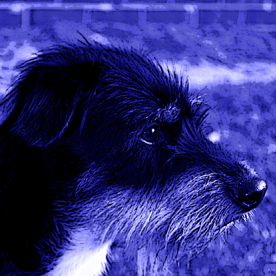 Dog Photograph - Blue Buddy by Tammy Shiver