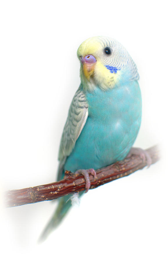 Blue Budgie Baby Photograph by Nathan Abbott